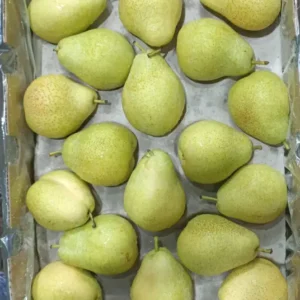 Indian Green Pears